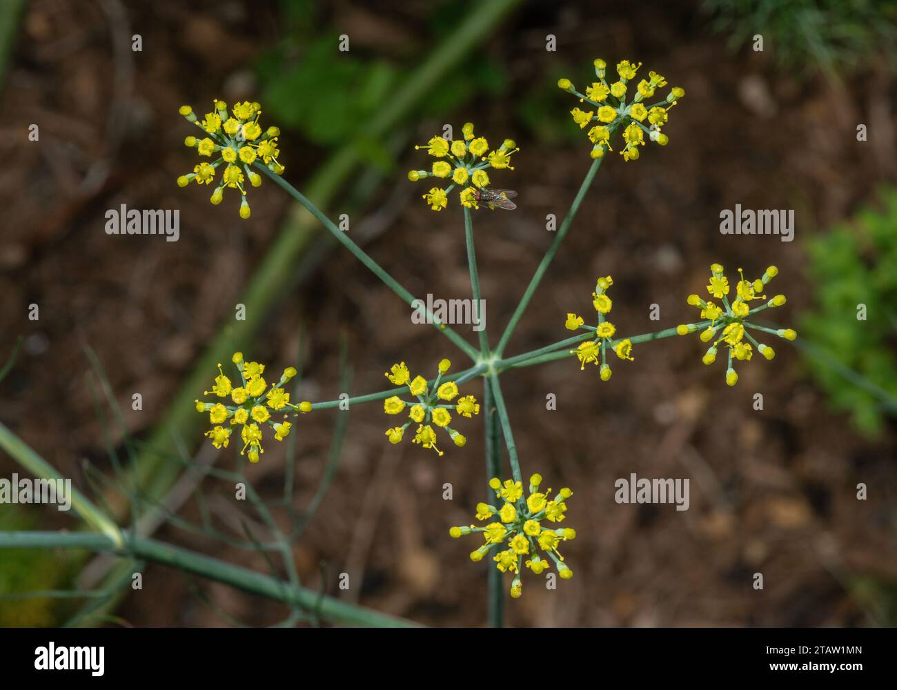 Fenchel, Foeniculum vulgare Blüten. Ein weit verbreitetes Zierpflanzen- und kulinarisches Kraut. Stockfoto