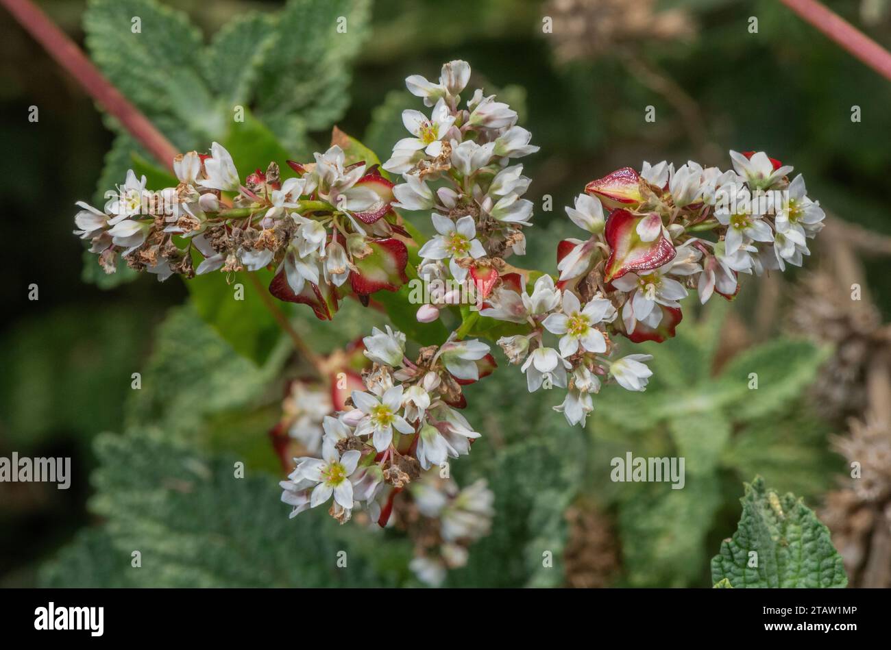 Buchweizen, Fagopyrum esculentum, in Blüte; weithin als glutenfreie Getreidealternative angebaut. Stockfoto