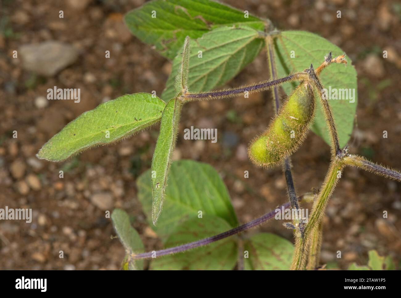 Sojabohnen, Glycin max, in Früchten. Weit verbreitet als eiweißreiche Pflanze. Stockfoto
