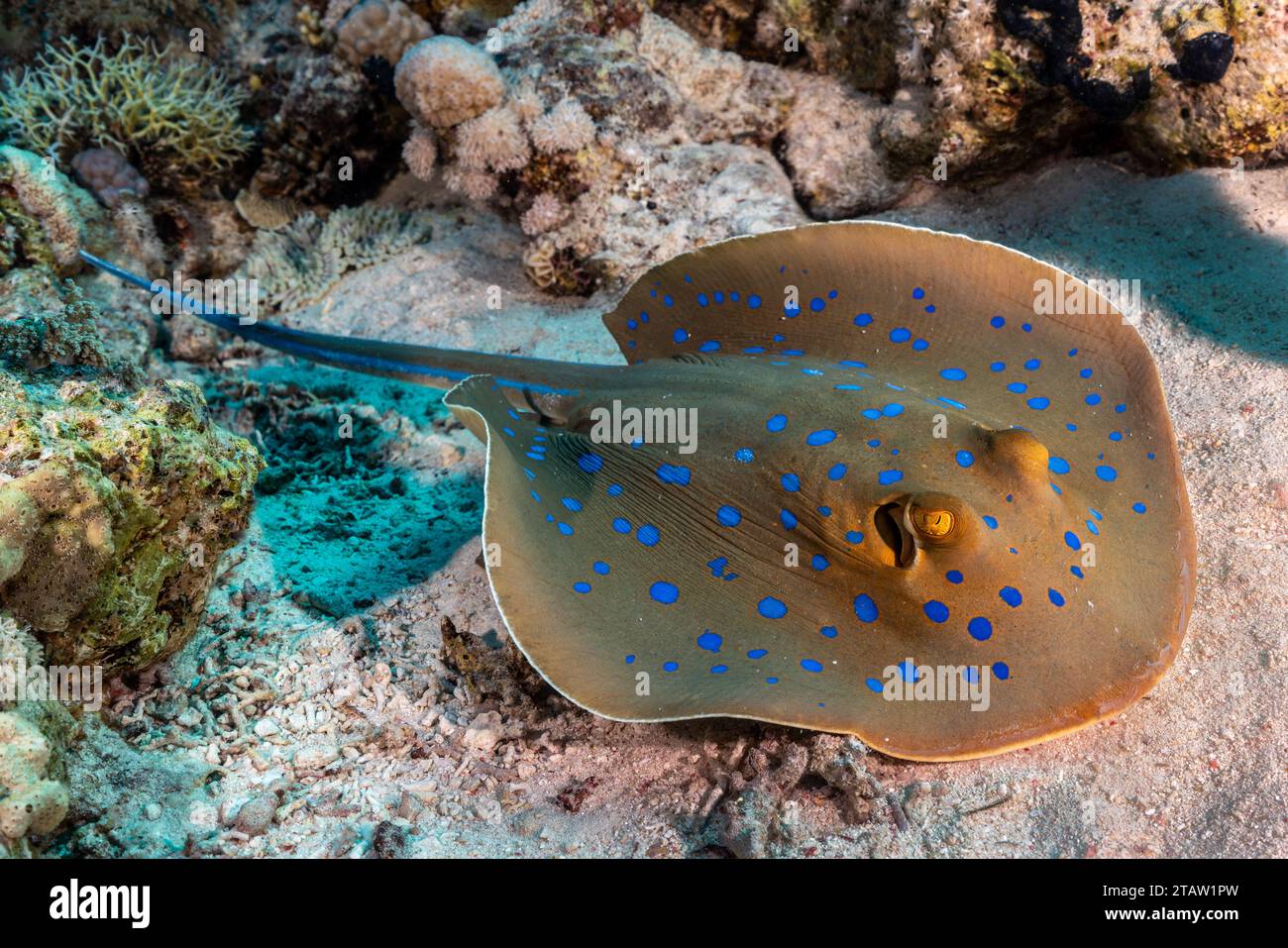 Ein schöner Blautopf gleitet über den Sand in der Nähe eines der vielen Wracks Ägyptens im Roten Meer. Stockfoto