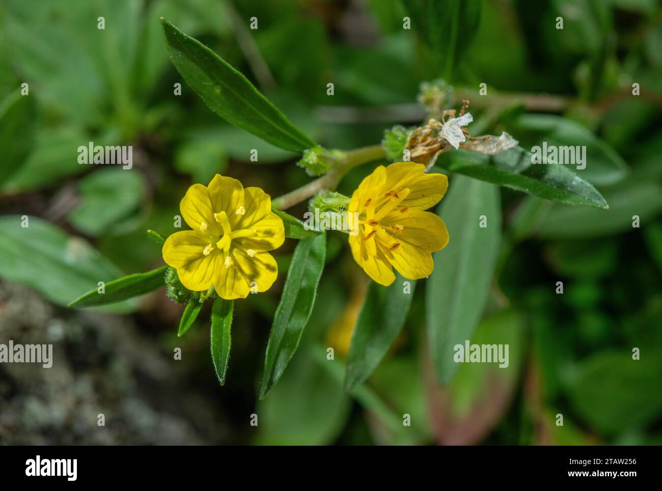 Kleine Nachtkerze, Oenothera perennis, in Blüte; aus dem Osten Nordamerikas Stockfoto
