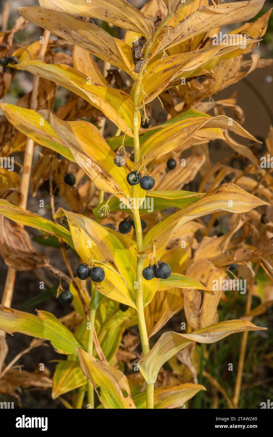 Große Salomonensaube, Polygonatum biflorum, in Frucht im Herbst; aus dem Nordosten der USA Stockfoto