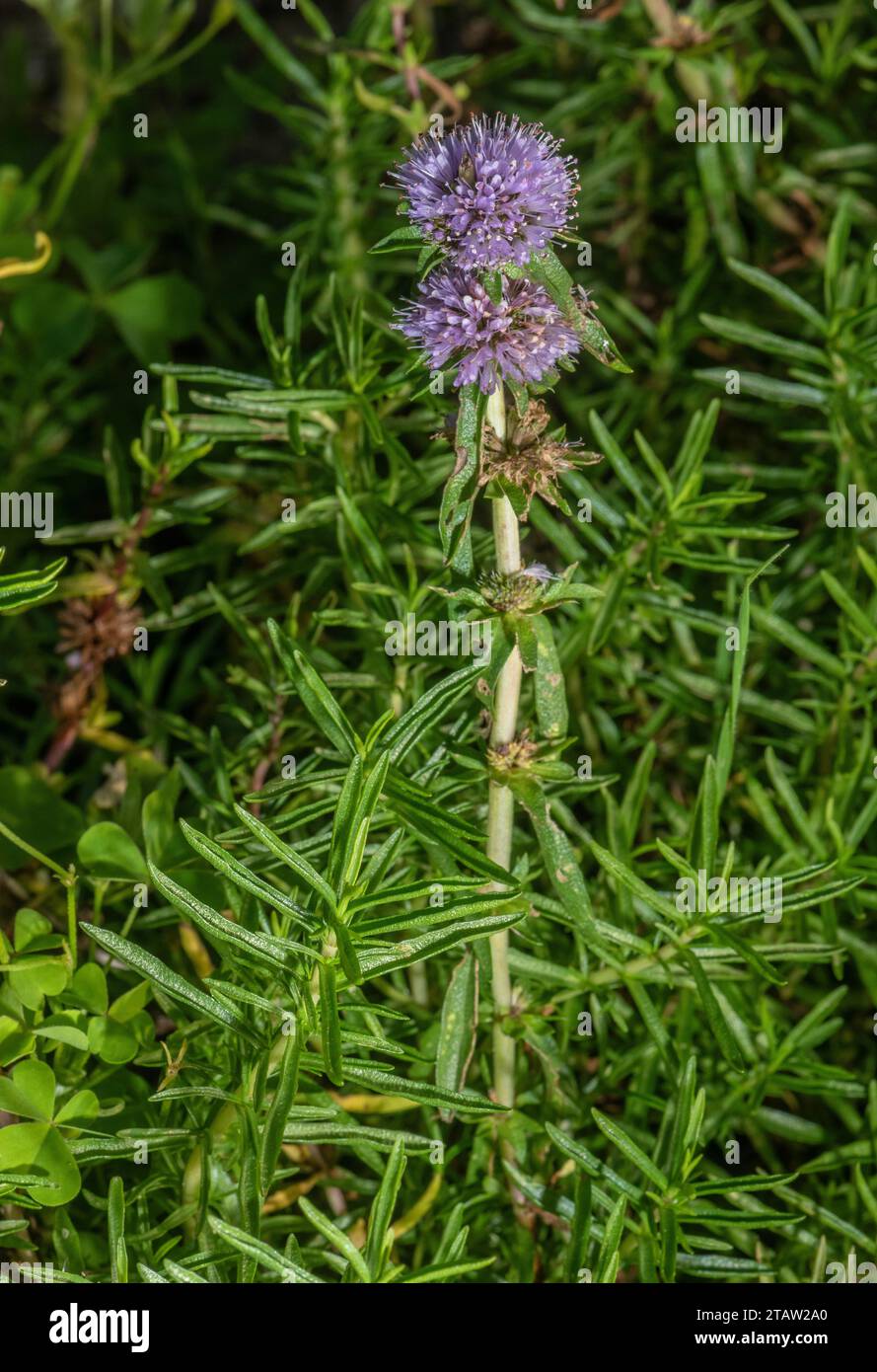 Harts Pennyroyal, Mentha cervina, blüht in feuchtem Grasland, Spanien und Südwesteuropa. Stockfoto