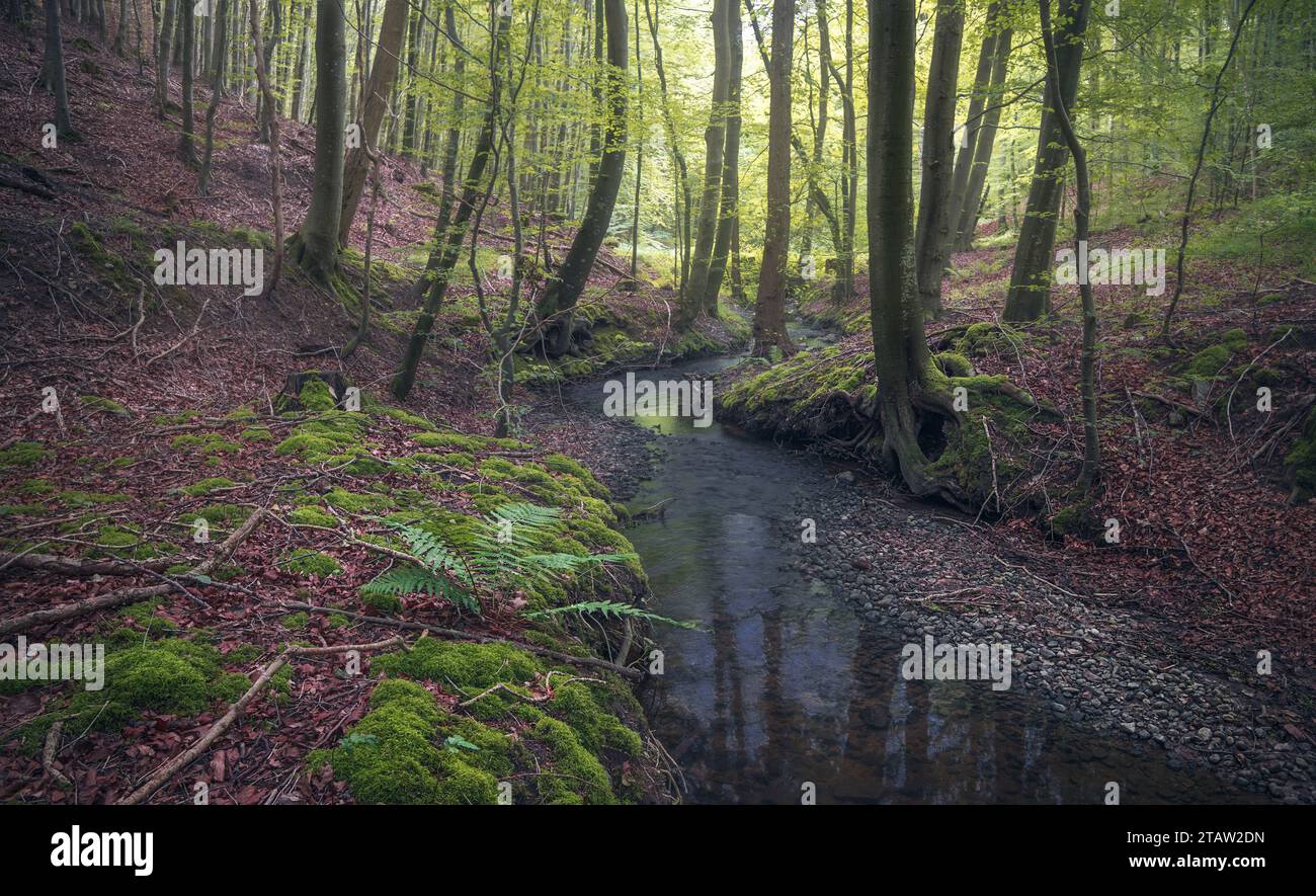 Sonnendurchfluteter Herbstbach in einem ruhigen Wald, umgeben von Bäumen im Grasten Forest, Dänemark Stockfoto