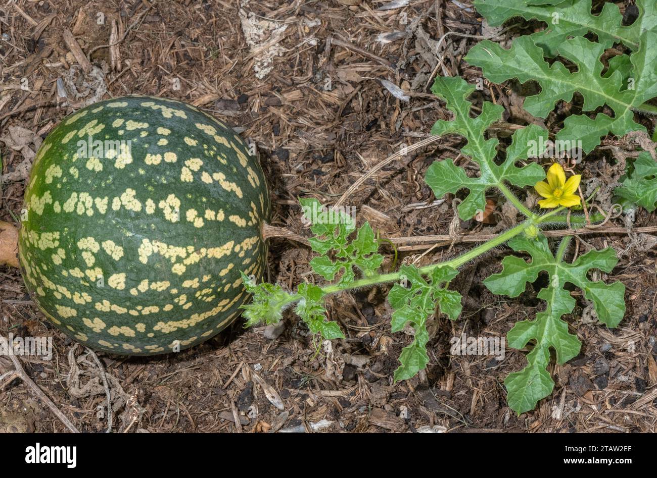 Bitterapfel, Citrullus colocynthis in Blüte und Frucht. Aus dem Mittelmeerraum. Stockfoto