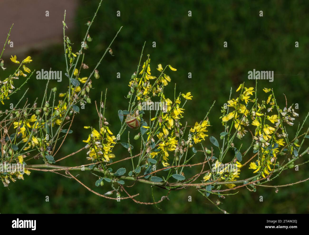 Gemeiner Melilot, Melilotus officinalis in Blüte und Frucht, Herbst. Stockfoto