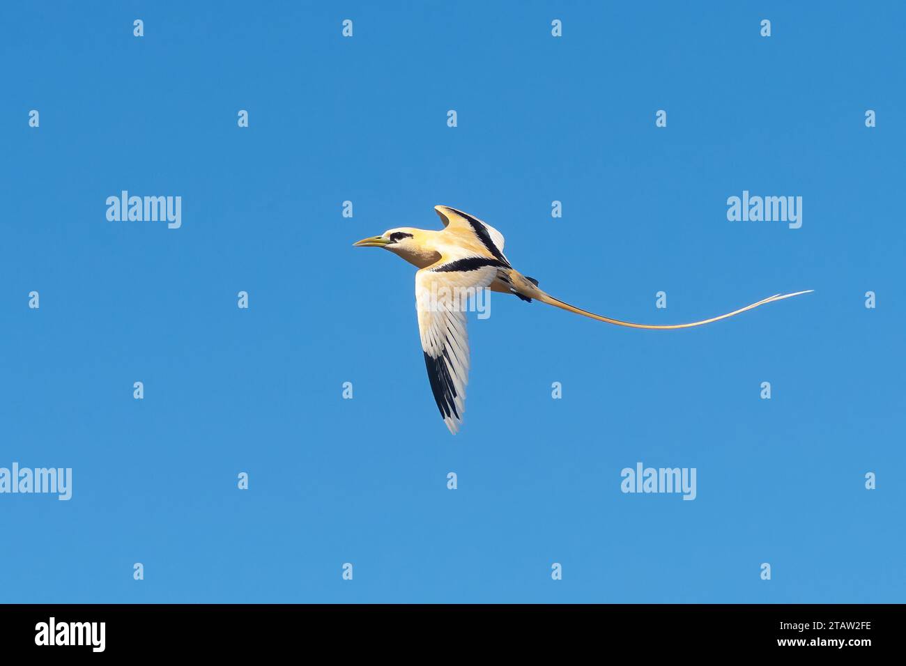 Weißschwanz-Tropicbird oder Golden Bosun (Phaethon lepturus fulvus) im Flug, Christmas Island, Australien Stockfoto