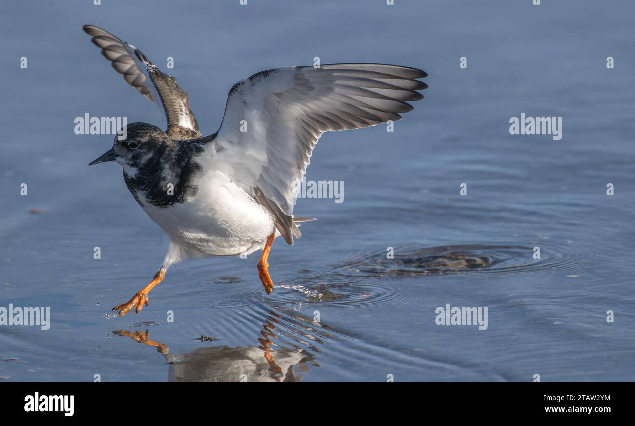 Turnstone, Arenaria Interpres, startet vom flachen Küstenwasser. Stockfoto