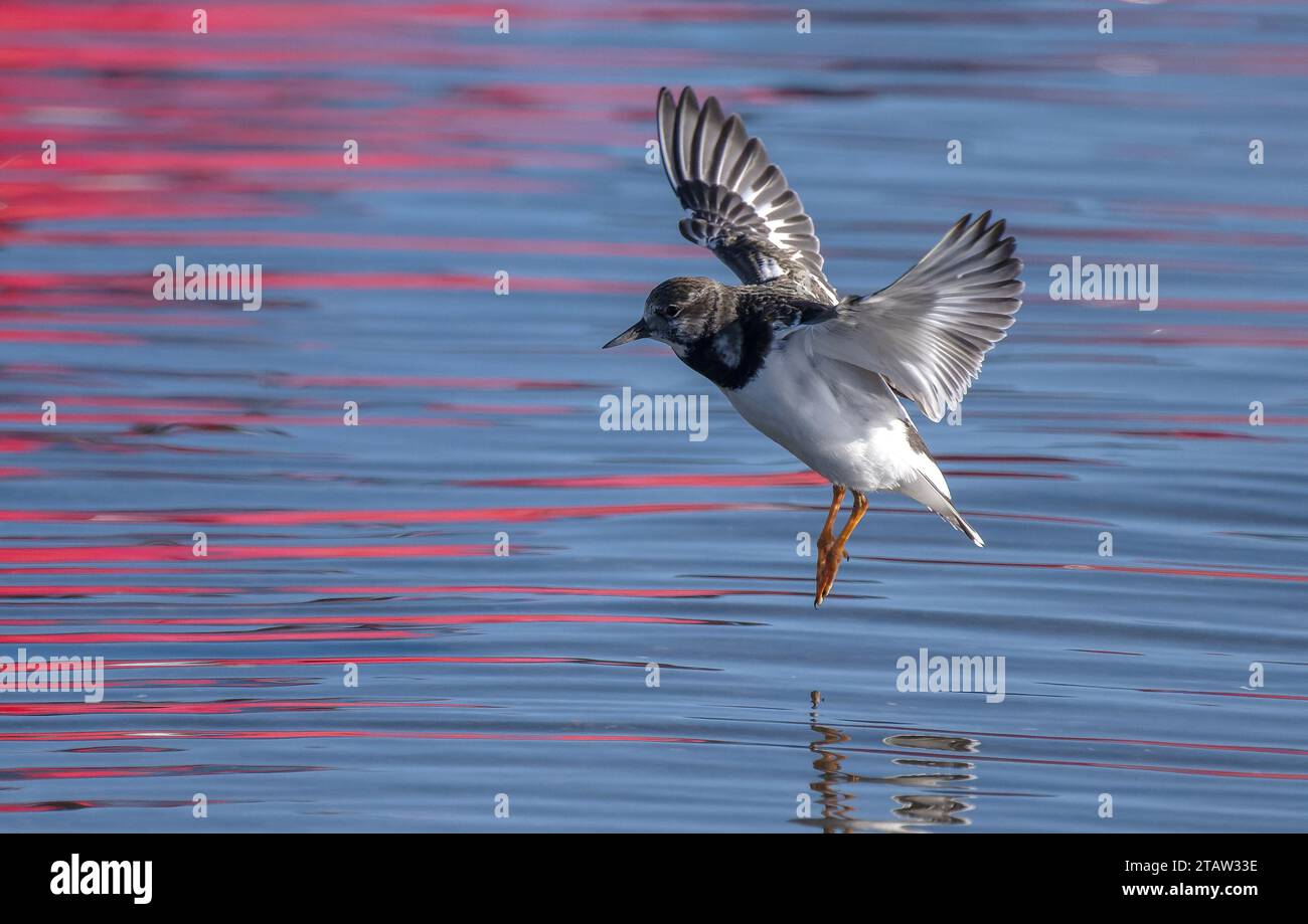 Turnstone, Arenaria Interpres, im Flug über die Küstenlagune, im Spätherbst. (Mit roten Reflexen vom geparkten Fahrzeug). Stockfoto