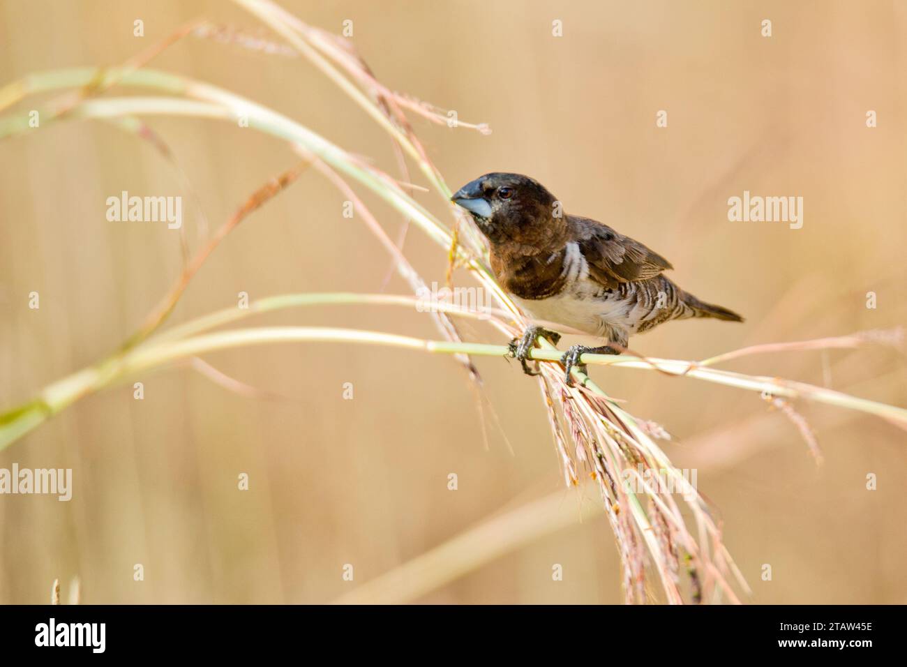 Schwarz-weiße Mannikin (Spermestes bicolor) Stockfoto