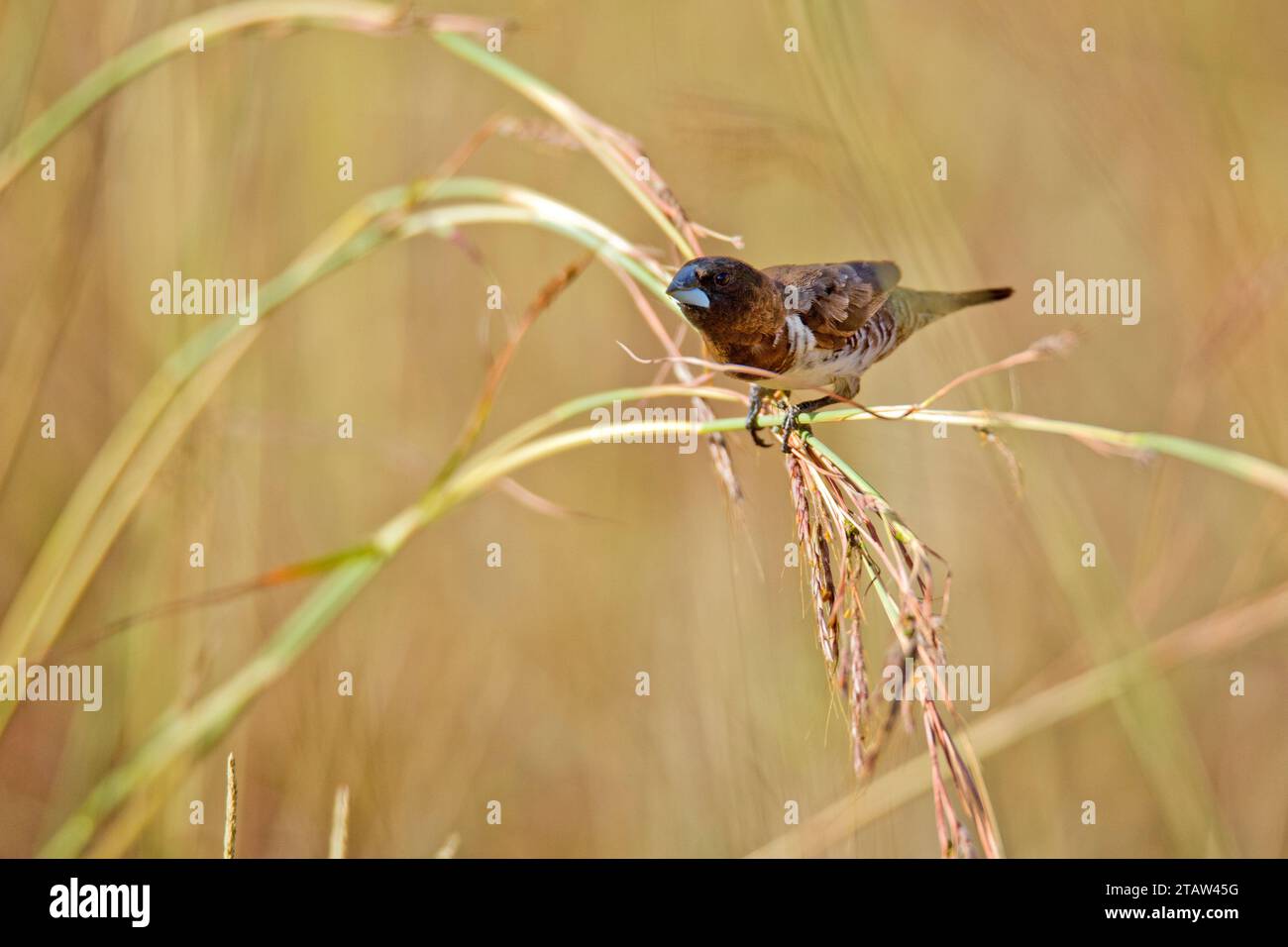 Schwarz-weiße Mannikin (Spermestes bicolor) Stockfoto