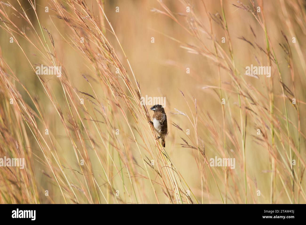 Schwarz-weiße Mannikin (Spermestes bicolor) Stockfoto