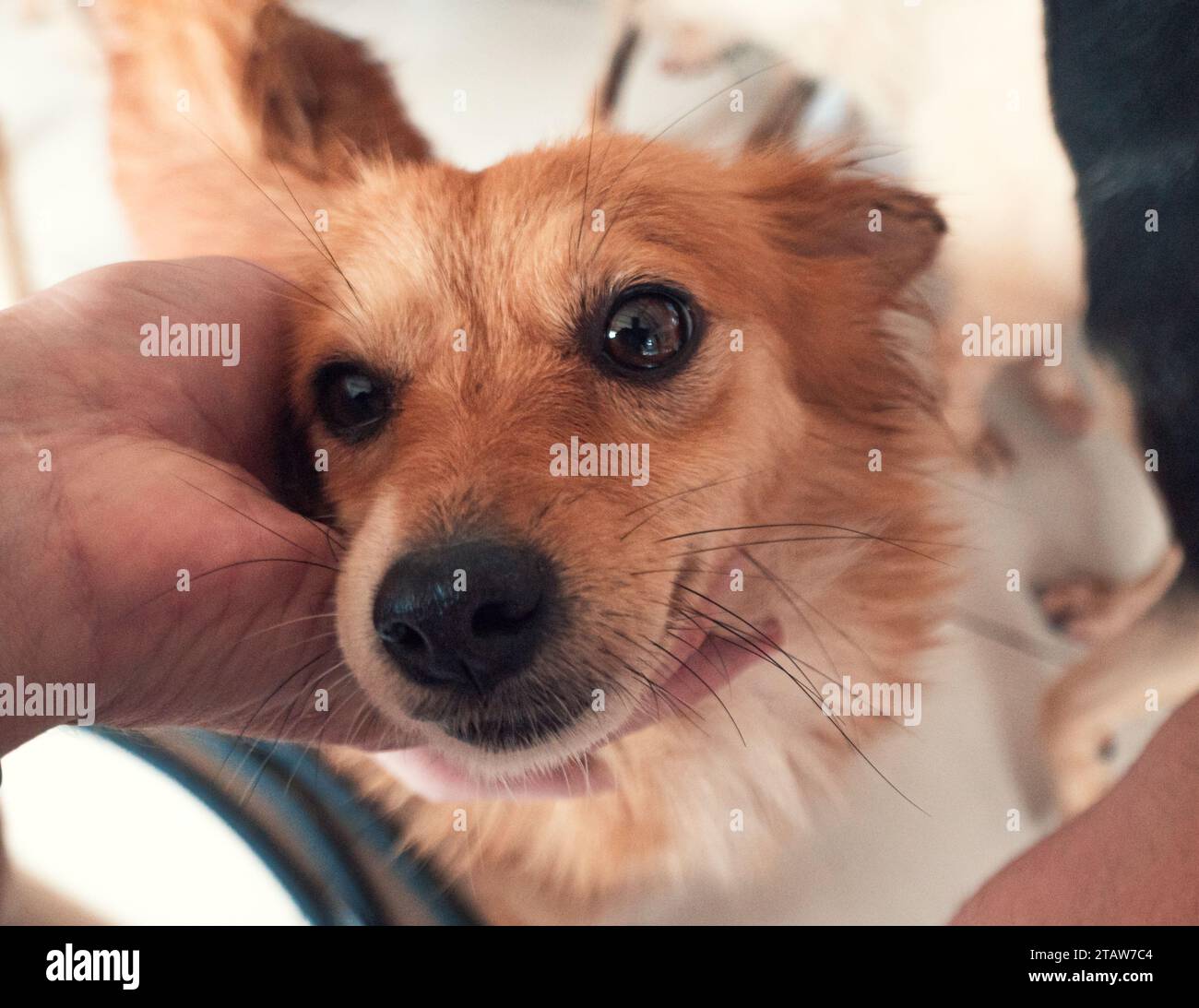 Nahaufnahme des männlichen, mit der Hand verstreichenden streunenden Hundes im Tierheim. Menschen, Tiere, Volunteering Und Helfende Konzepte. Stockfoto