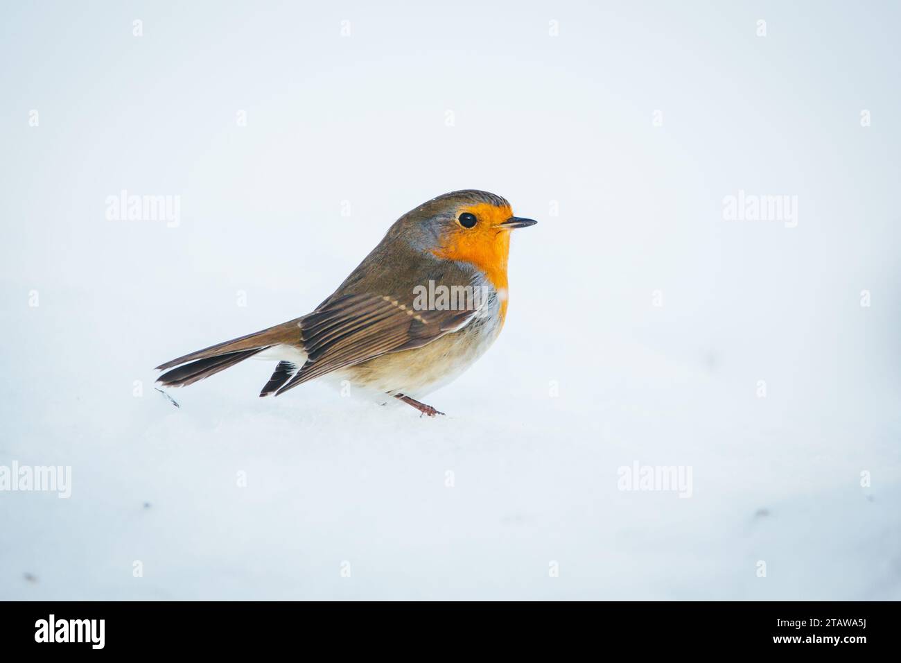 Rotkehlchen (Erithacus Rubecula) Stockfoto