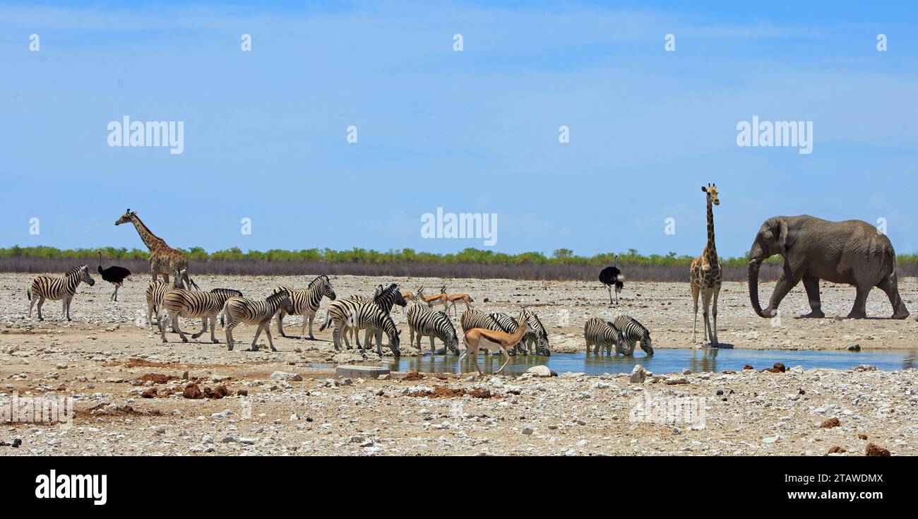 Wunderschöne afrikanische Szene mit Giraffen, Zebra, Springbock und einem Strauß und einem großen Elefanten, der in den Rahmen geht. Es gibt ein kleines Wasserloch mit einem n Stockfoto