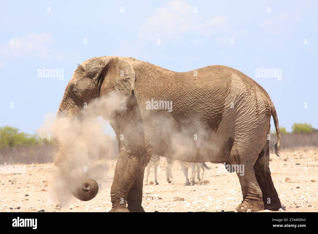 Großer BullenElefant, in Staub gehüllt. Er staubt sich mit trockenem Sand ab, um sich abzukühlen und seine Haut zu schützen, während Zebras im Hintergrund laufen. Stockfoto