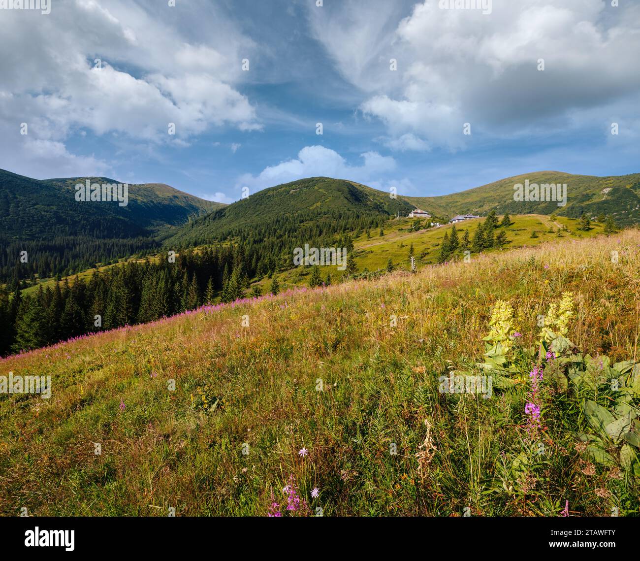 Rosa blühende Sally und gelbe Hypericum Blüten am Sommerberghang. In Far - Pozhyzhevska Wetter-und botanischen Stationen (Gebäude wurde im Jahr 19 gelegt Stockfoto Rosa blühende Sally und gelbe Hypericum Blüten am Sommerberghang. In Far - Pozhyzhevska Wetter-und botanischen Stationen (Gebäude wurde im Jahr 19 gelegt Stockfoto