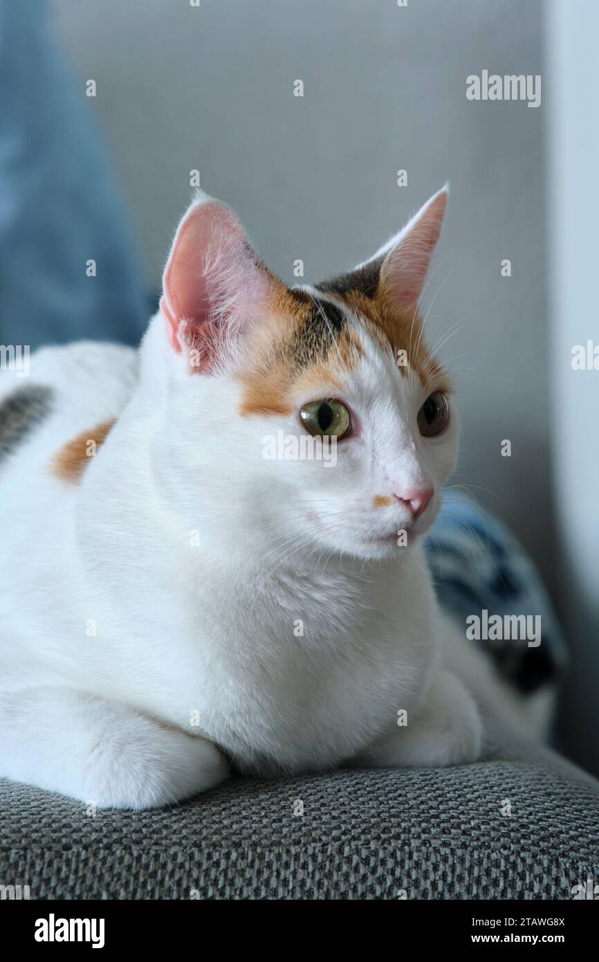 Porträt einer weiß gepunkteten Katze Stockfoto