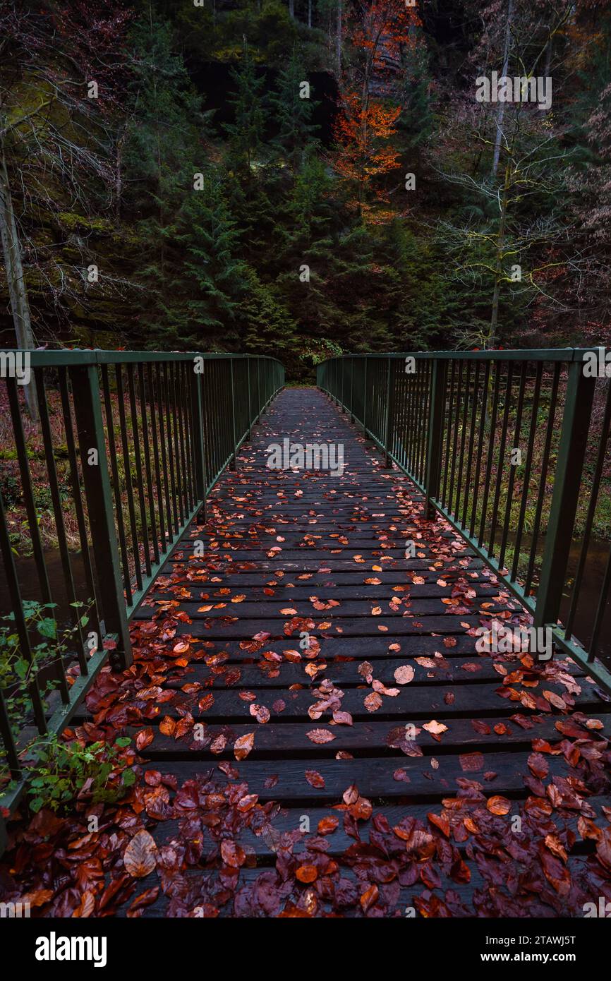 Düsterer und dunkler Waldweg auf der Brücke während des Herbsttages mit der besten mystischen Atmosphäre gefallener Goldblätter im Norden Böhmens. Stockfoto