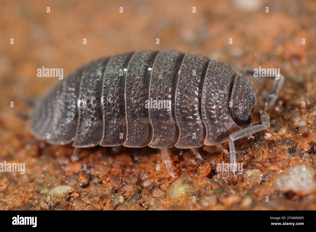 Detaillierte Nahaufnahme einer grauen gepanzerten rauhhäutigen Holzlouse, Porcellio-Schaber Stockfoto