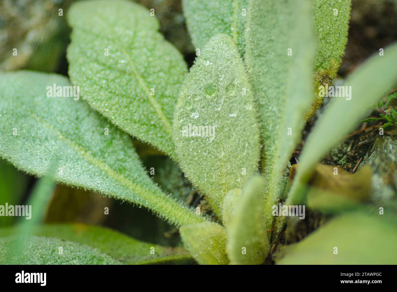 Eine Nahaufnahme grüner Blätter mit Wassertropfen darauf. Stockfoto