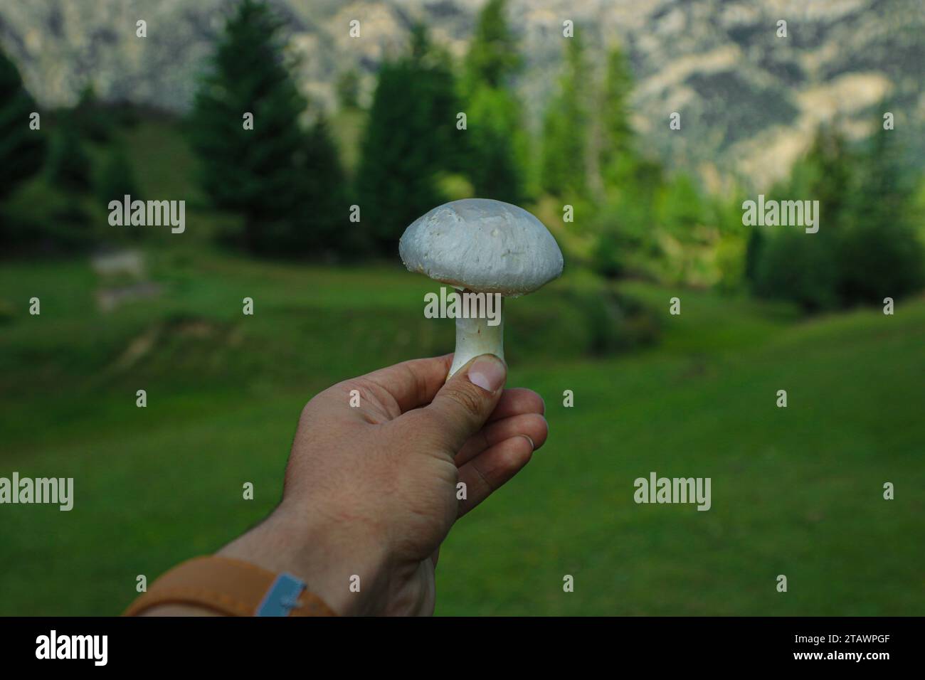 Nahaufnahme eines weißen Pilzes in der Natur und eines grünen Hintergrunds, der ihn mit der Hand hält. Stockfoto