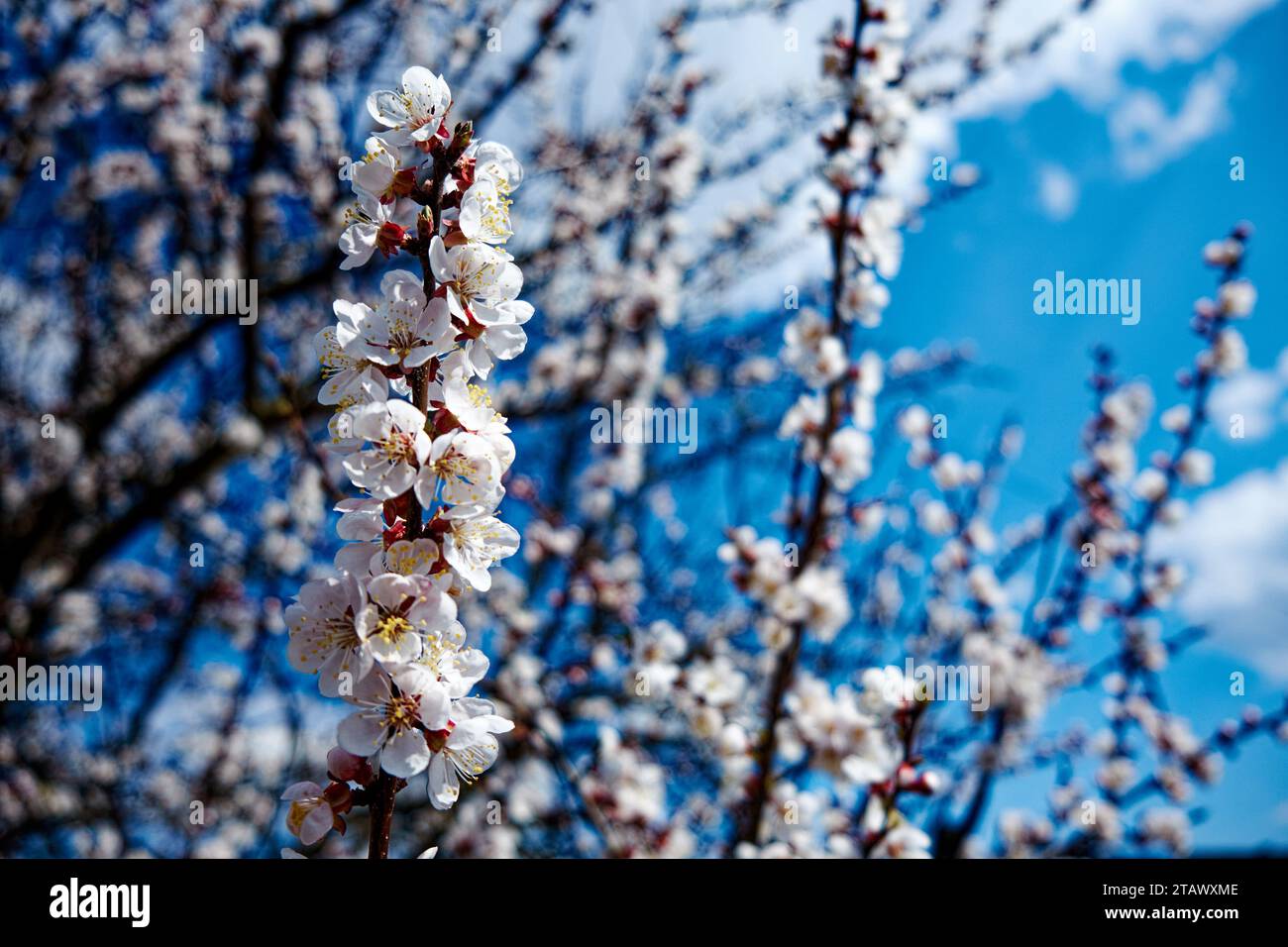Die Pracht der Natur wird in diesem Nahaufnahme-Bild gezeigt, das einen Zweig mit zarten Blütenknospen auf einem Aprikosenbaum zeigt, eingerahmt von der leuchtenden blume Stockfoto