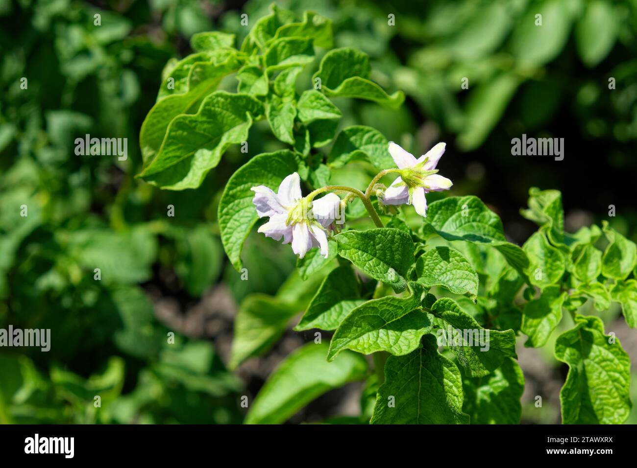 Das Foto zeigt zwei kleine weiße Blüten mit gelber Mitte auf einer grünen Pflanze mit großen Blättern. Blumen auf einem Kartoffelstrauch, Nahaufnahme. Blühende Kartoffeln Stockfoto
