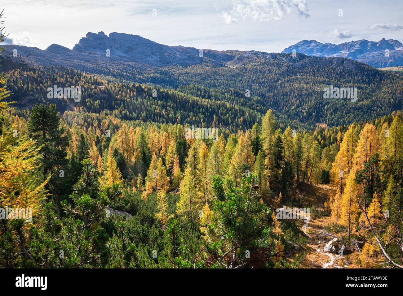 Goldene Lärchen in den Dolomiten Stockfoto