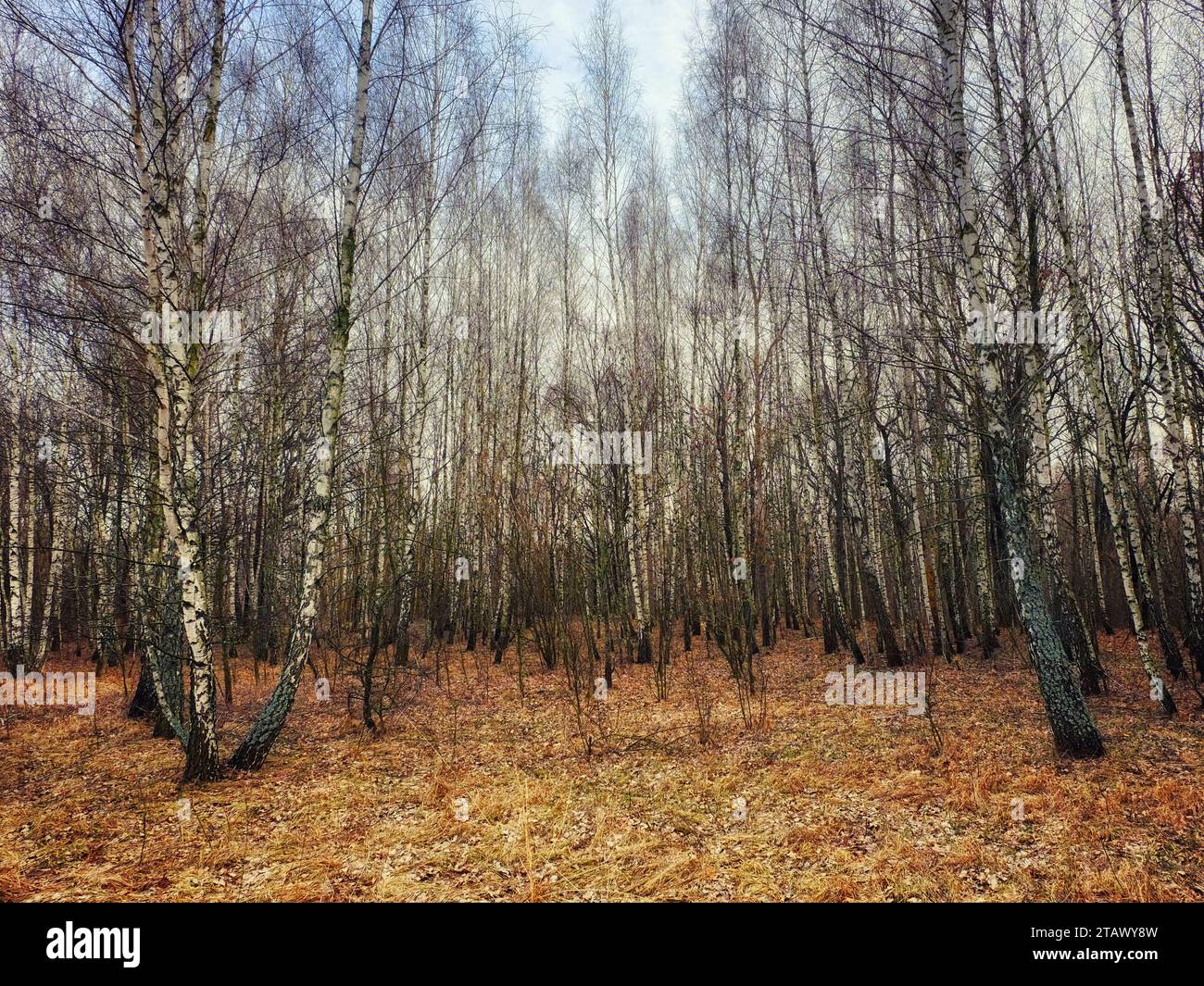 Eine Waldszene mit hohen Bäumen, deren weiße Rinde im Kontrast zu den herabfallenden Herbstblättern steht. Stockfoto