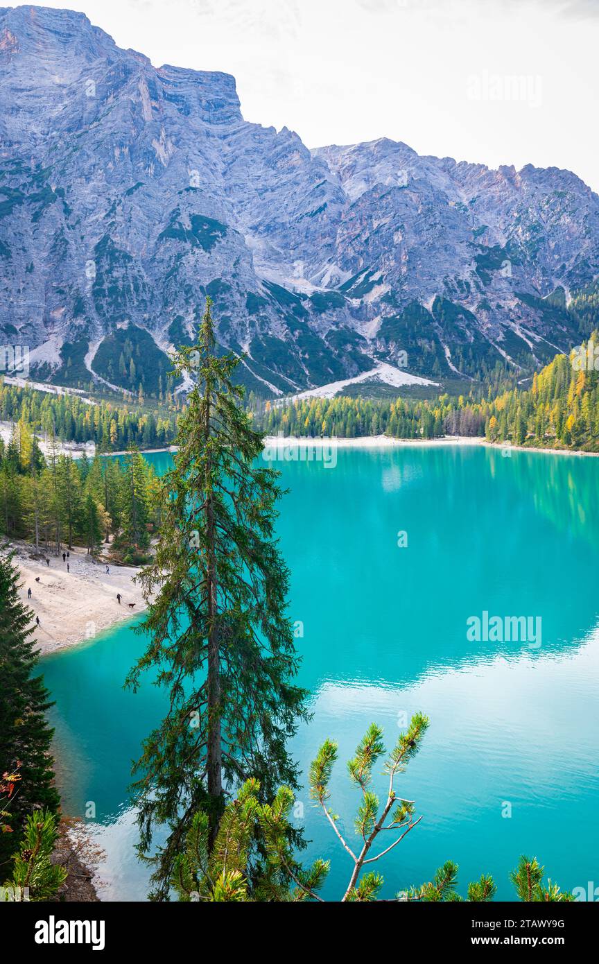 Fichtenbaum in der Nähe eines türkisfarbenen Bergsees Stockfoto