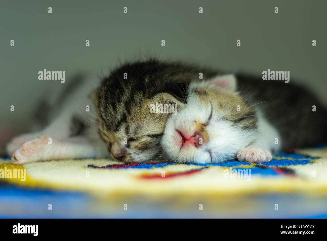 Zwei schlafende Kätzchen, die sich gegenseitig erwärmen Stockfoto