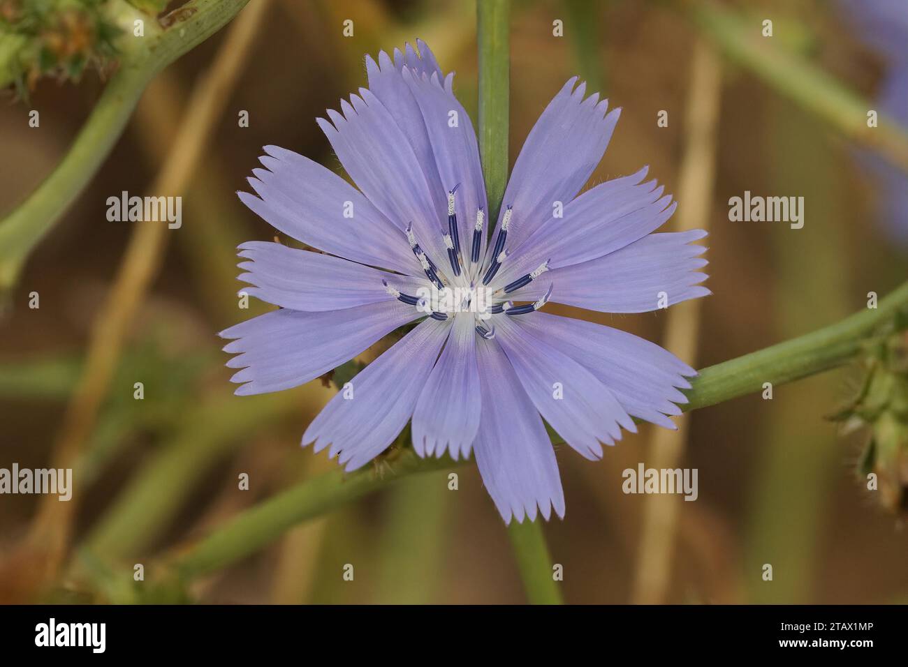 Detaillierte Nahaufnahme einer zerbrechlichen blauen Blume des wilden Cichorium, Cichorium intybus, im mittelmeer Stockfoto