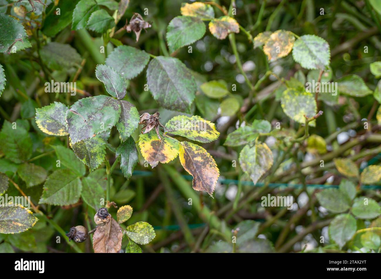 Rosen-Pilzkrankheit Diplocarpon rosae. Schwarze Flecken auf gelben Rosenblättern. Stockfoto
