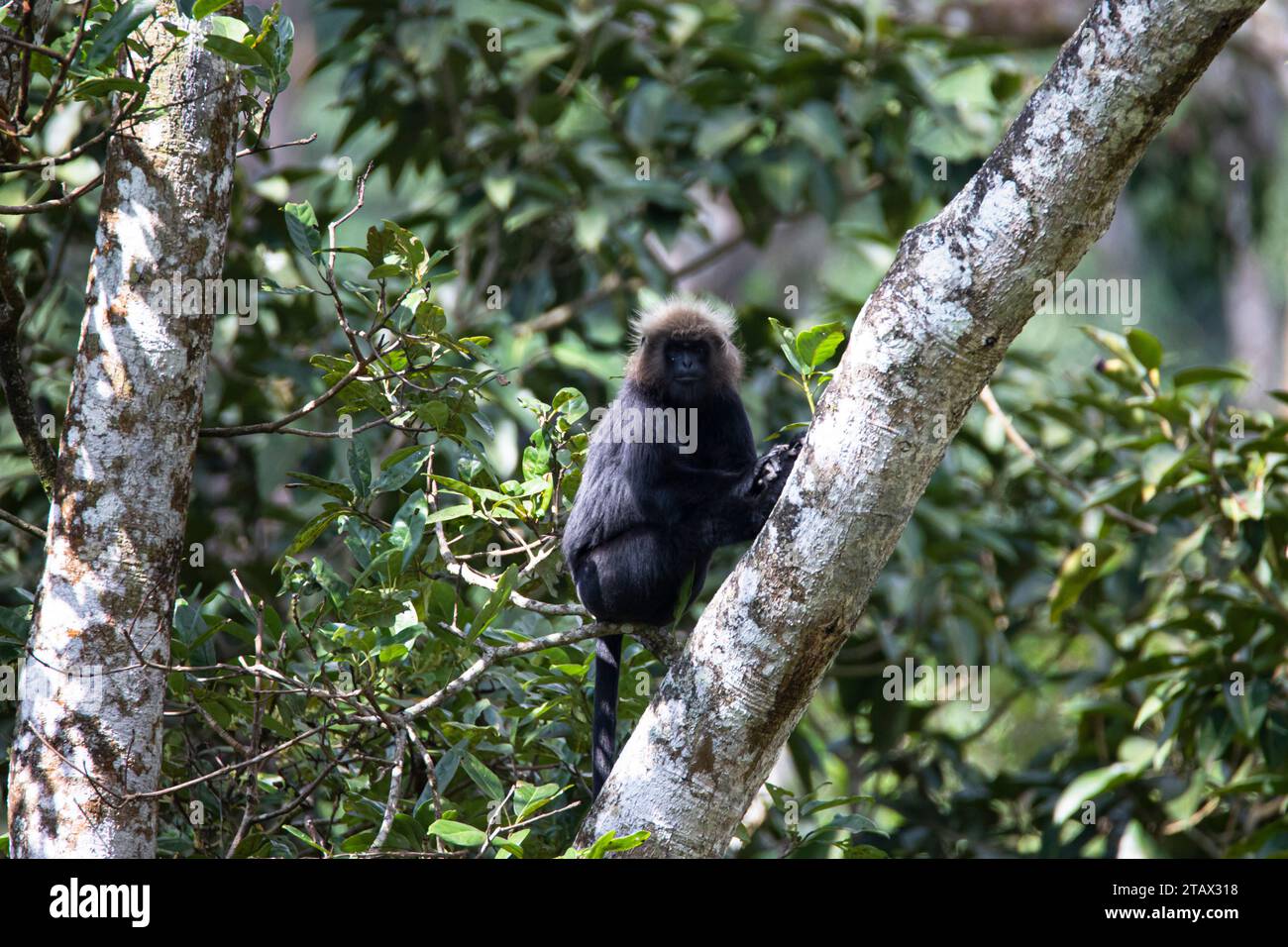 Nilgiri langur - Affe, der auf einem Baumzweig sitzt Stockfoto