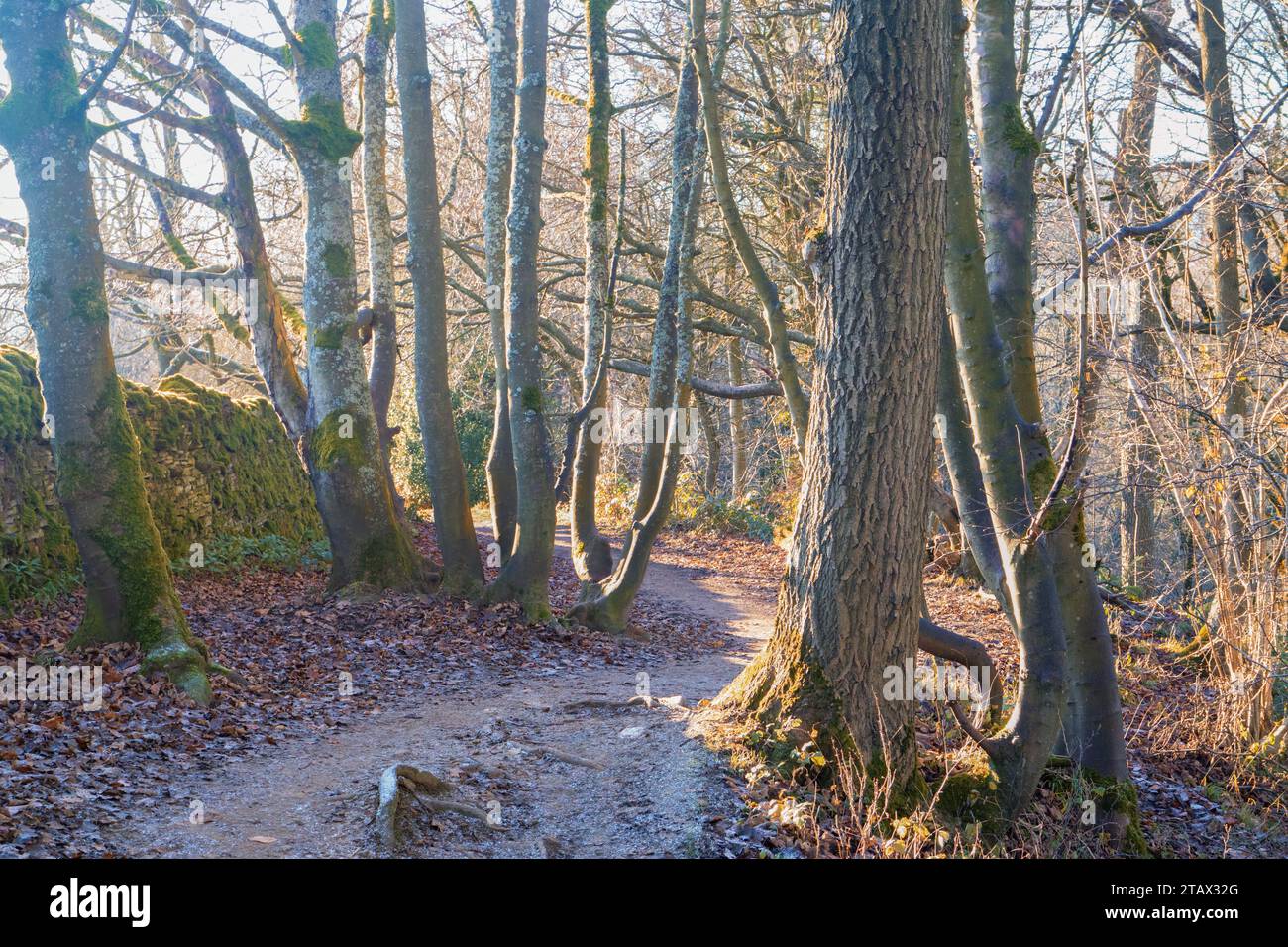 Besuchen Sie die Skipton Castle Woods des Woodland Trust in Yorkshire. Entdecken Sie die faszinierende Tierwelt und atemberaubende Spaziergänge entlang des Kanals und der Stadtmauer von Skipton Castle Stockfoto