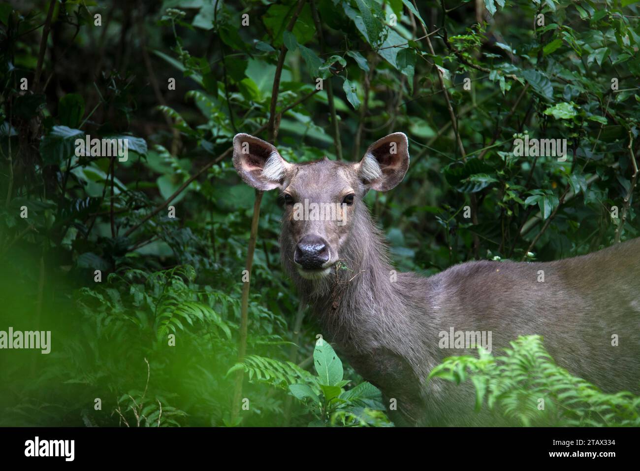 Weibliche Sambarhirsche in einem dicken Wald Stockfoto