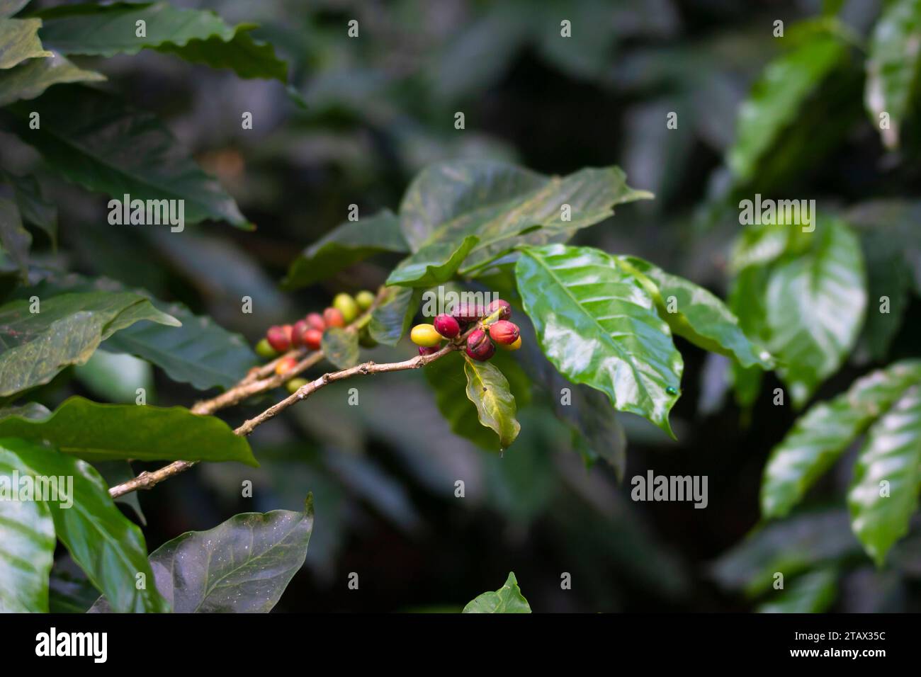 Nahaufnahme von Kaffeebohnen, Kaffeefrüchten oder Kaffeekirschen Stockfoto