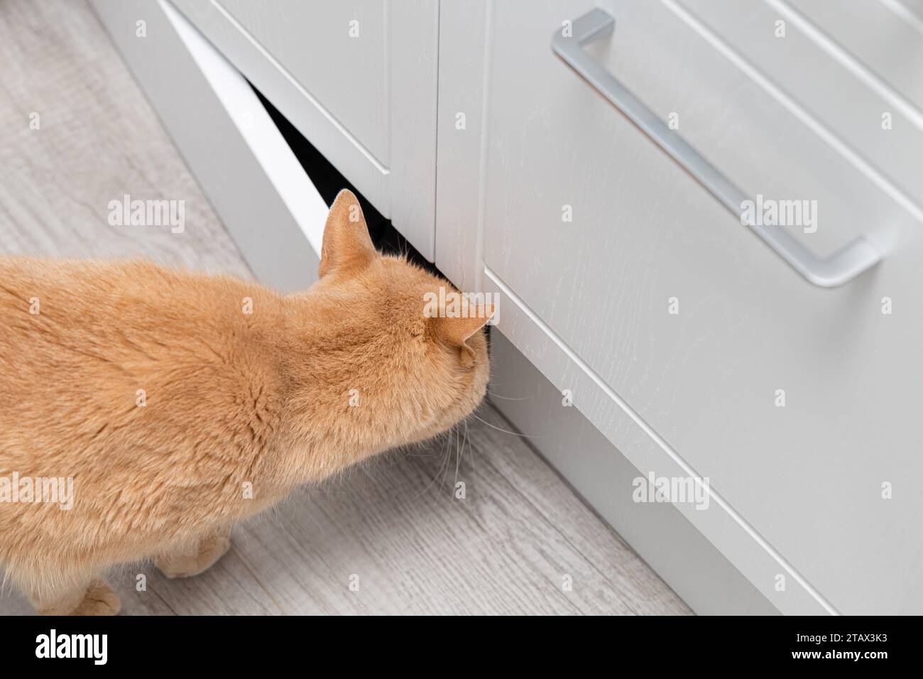Die Hauskatze öffnete die Schranktür und schaut hinein. Neugierige Katze zu Hause. Cat erkundet den Innenraum. Stockfoto