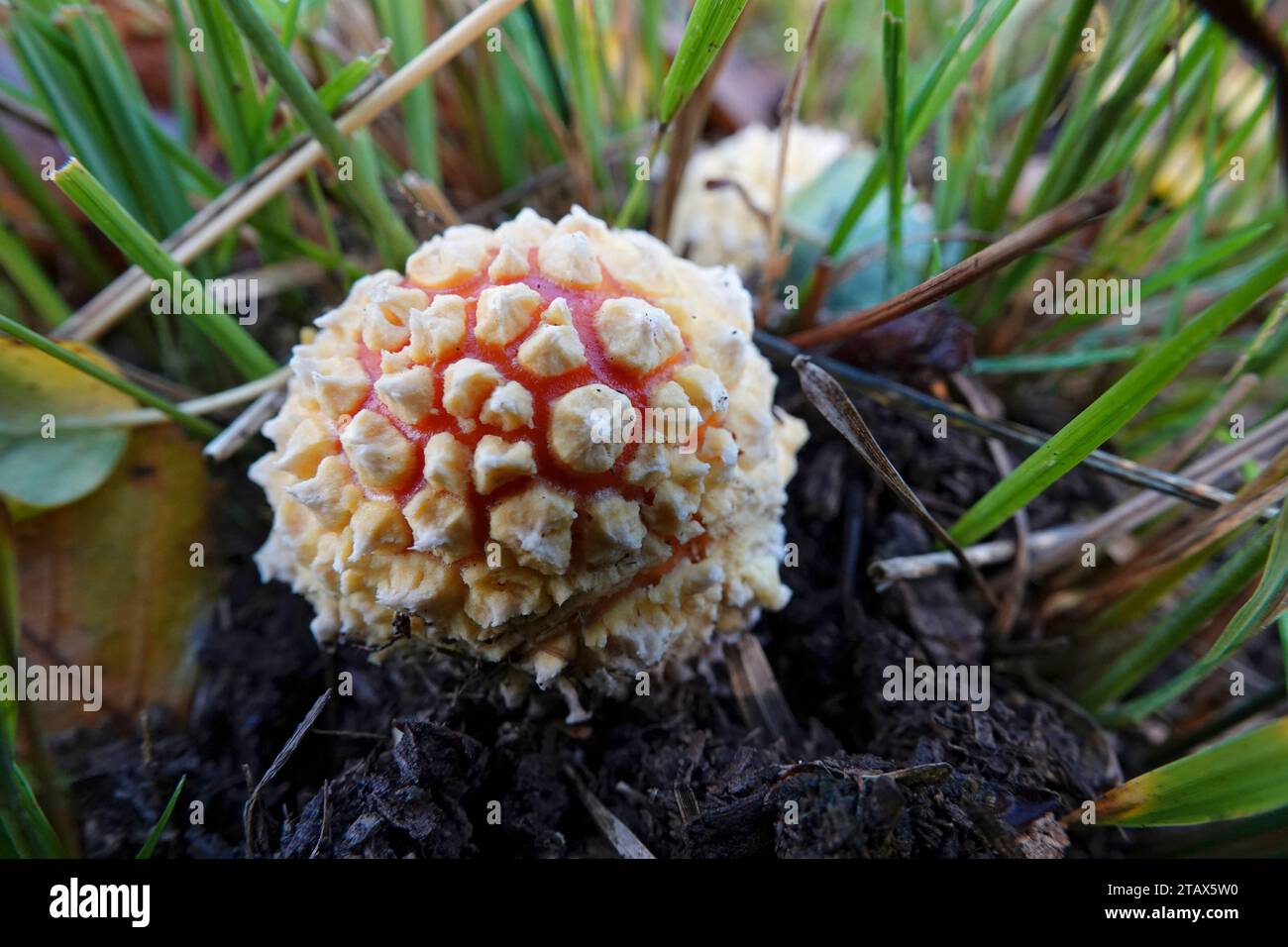 Natürliche Nahaufnahme auf einem runden kugelförmigen auftauchenden roten hochgiftigen Fliegenpilz, Amanita muscaria, auf dem Waldboden Stockfoto