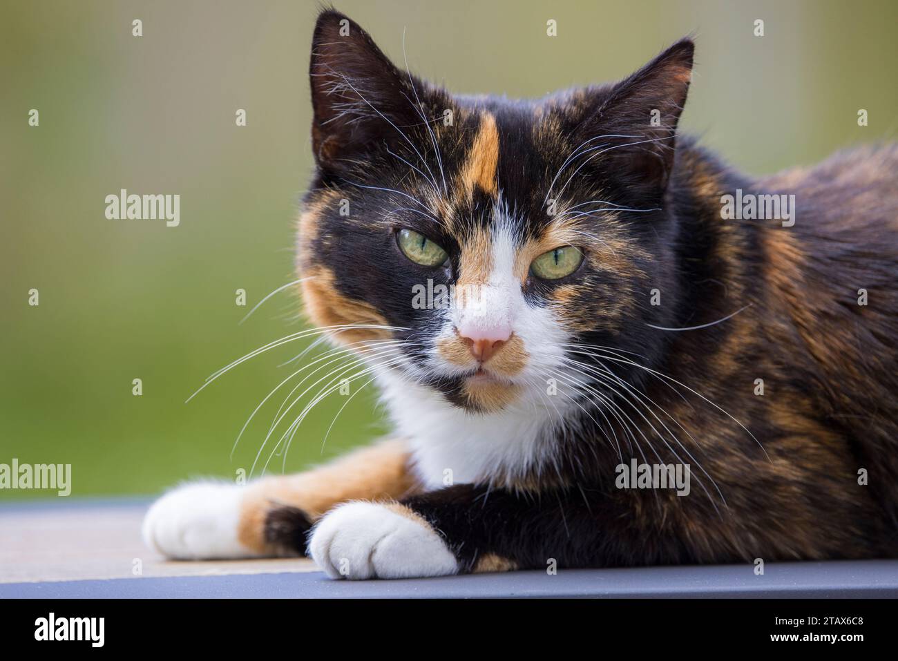 Schildpatt Katze, Großbritannien Stockfoto