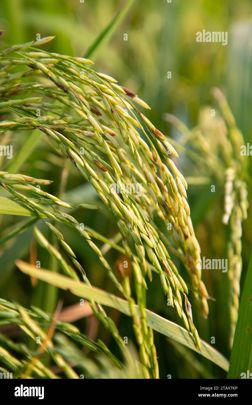 Goldener Getreidespike auf dem Reisfeld. Selektiver Fokus Stockfoto