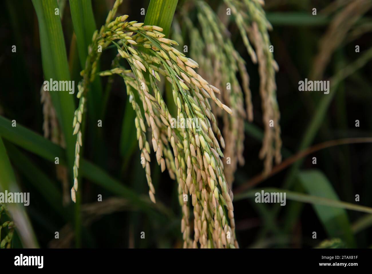 Goldener Getreidespike auf dem Reisfeld. Selektiver Fokus Stockfoto