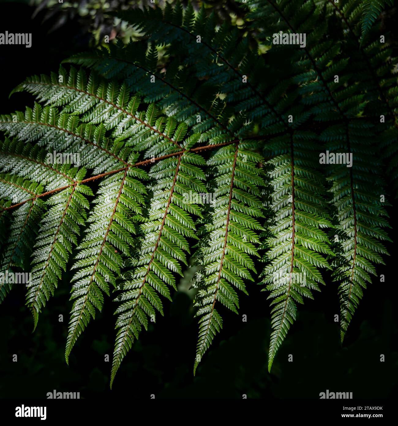 Smith’s Tree Fern oder Katote (Cyathea smithii), Rotorua, Nordinsel, Neuseeland. Stockfoto