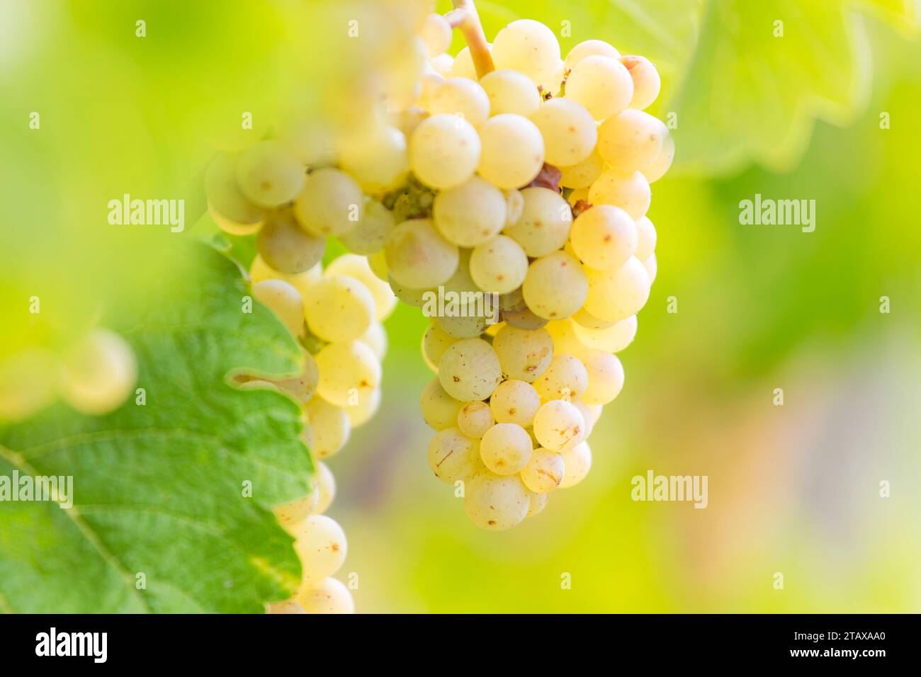 Trauben von Weißwein in der Sonne Stockfoto