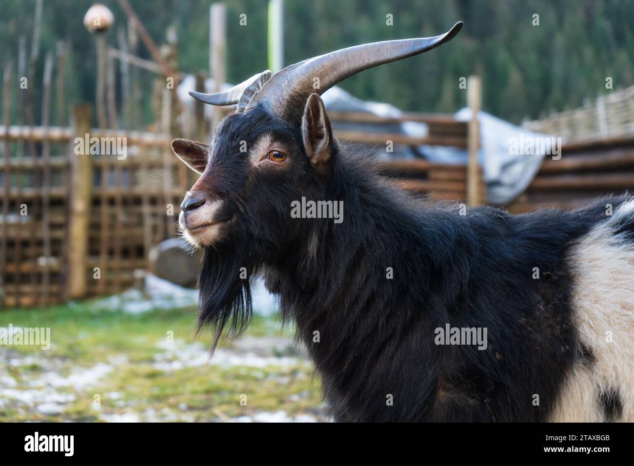 Ziege mit langen Hörnern auf dem Rasen. Stockfoto