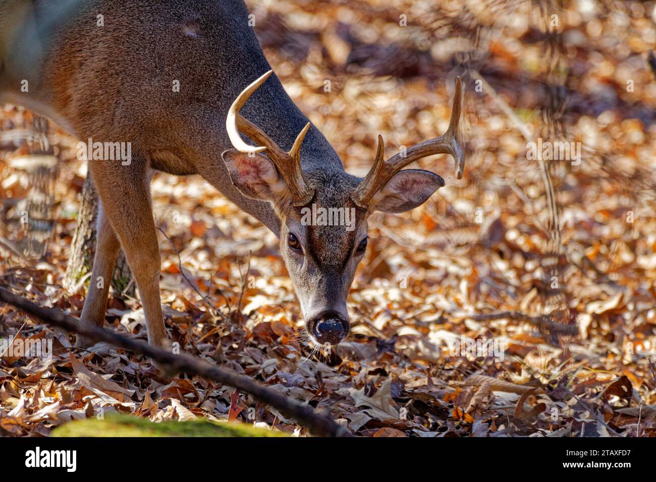 Teilbetrachtung eines jungen männlichen Bocks, der im Winter mit Geweih im Wald blickt Stockfoto