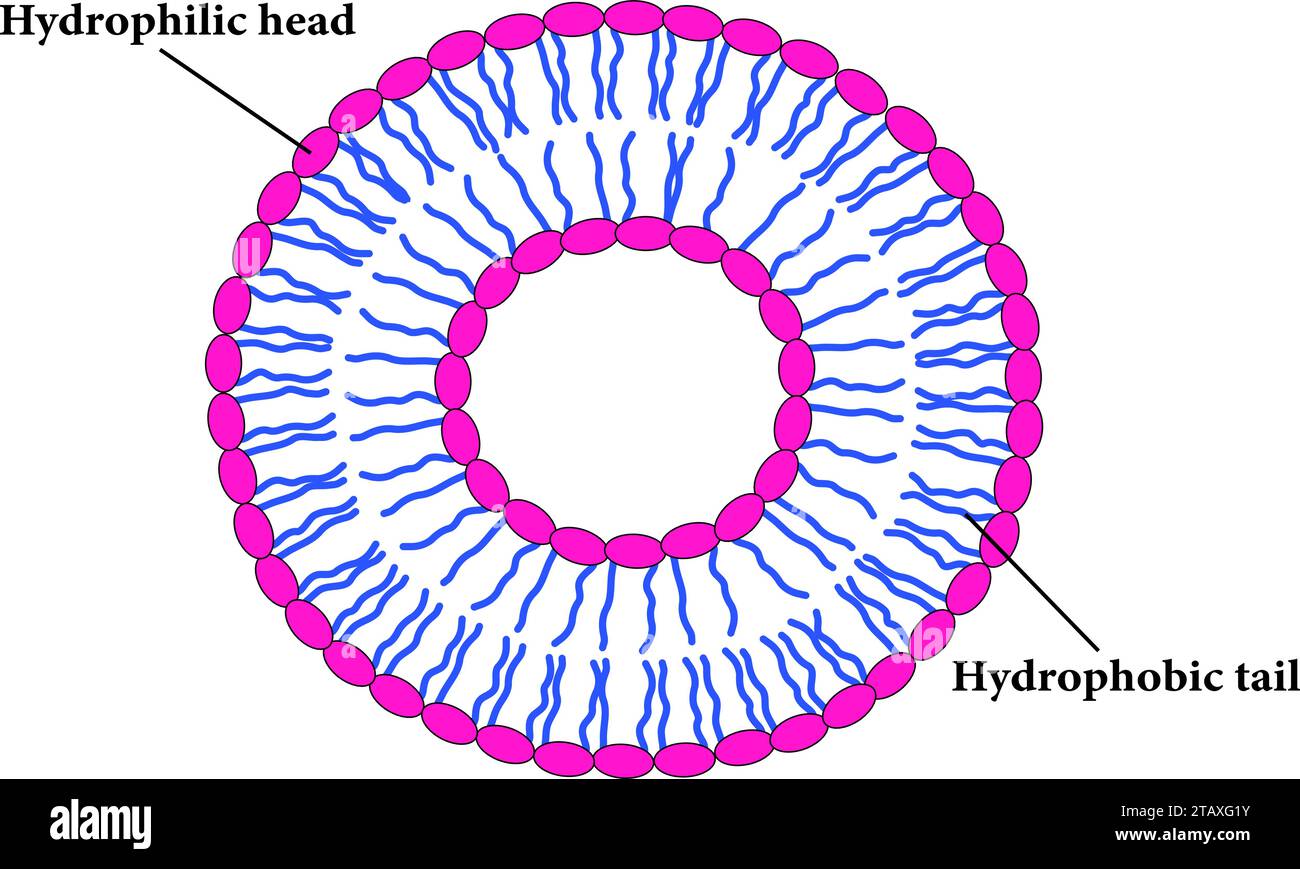Das Schema eines Liposoms, das durch Phospholipide gebildet wird. Vektorillustration. Stock Vektor