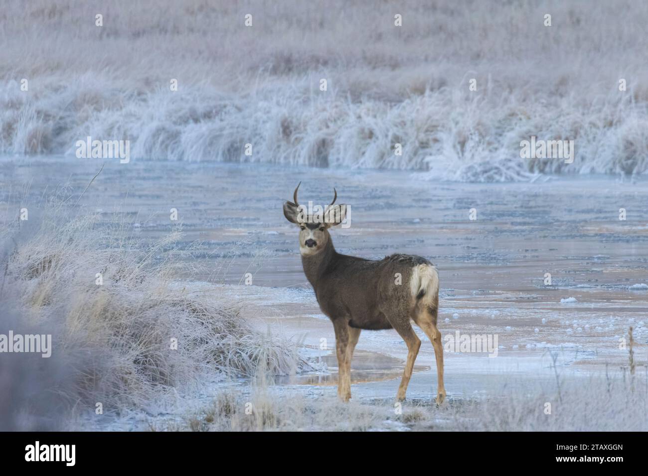 Buck Maultierhirsche spazieren am gefrorenen South Platte River im Eleven Mile Canyon Stockfoto