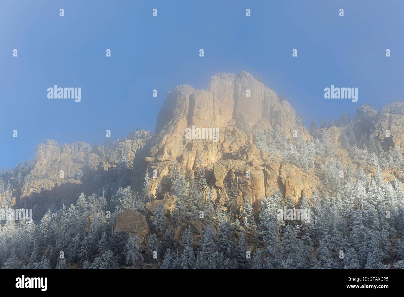 Frostige Kiefern im Eleven Mile Canyon Colorado Stockfoto